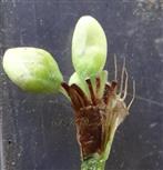  Ochreole and bract bearing 11 flowers in fascicle
